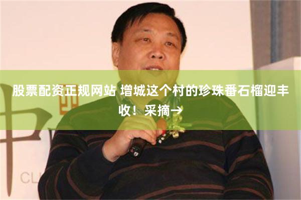 股票配资正规网站 增城这个村的珍珠番石榴迎丰收！采摘→